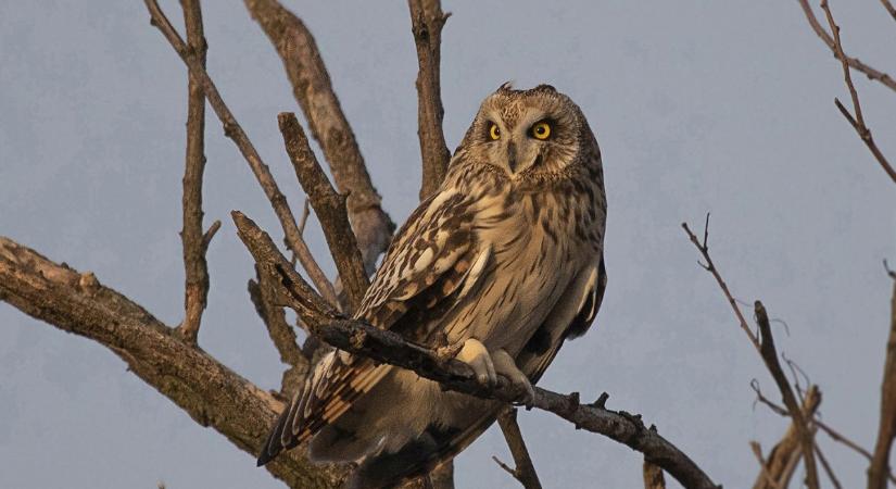 Csendesebb a puszta: kevés réti fülesbagoly telel idén Cserebökényben