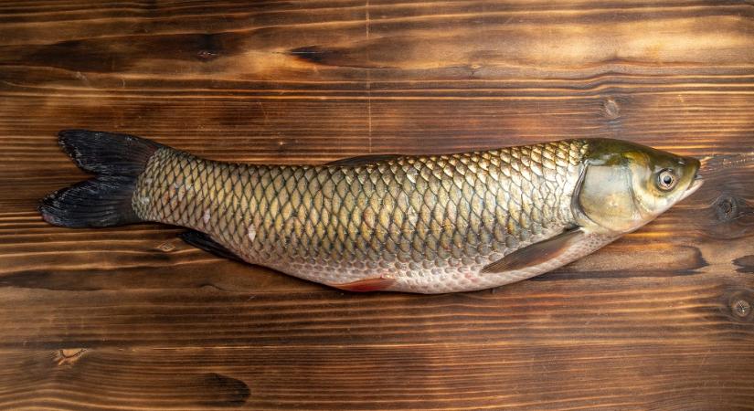 Napi száz tonna halat szállít a boltokba a hortobágyi halgazdaság