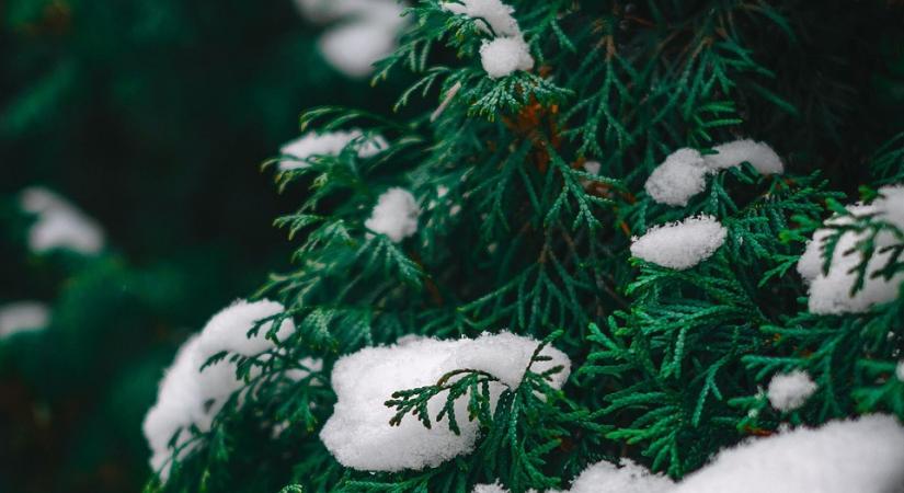HUN-REN Ökológiai Kutatóközpont: a műanyagfenyő kifejezetten káros a környezetre