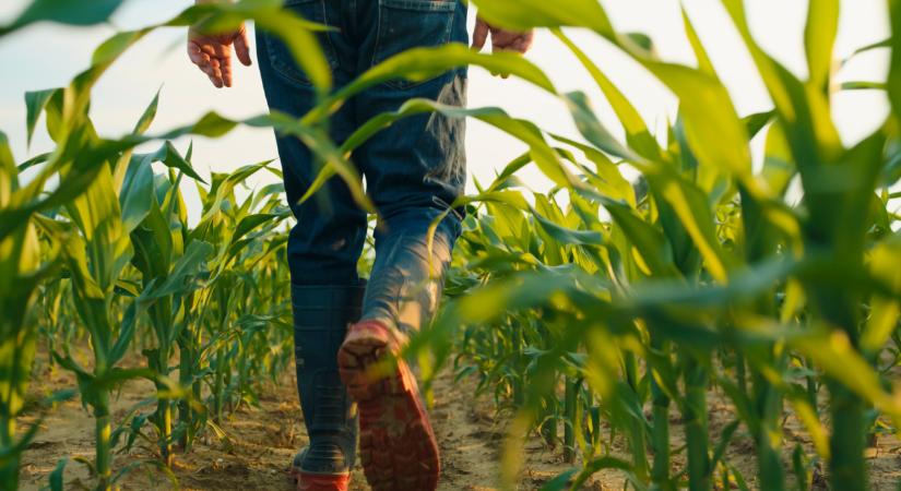 Fel van adva a lecke: mi lehet a kiút a növénytermesztésben?