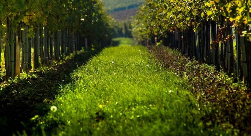 Félelmetes állat bukkant fel a népszerű magyar turistacélpont közelében, senki ne könnyelműsködjön