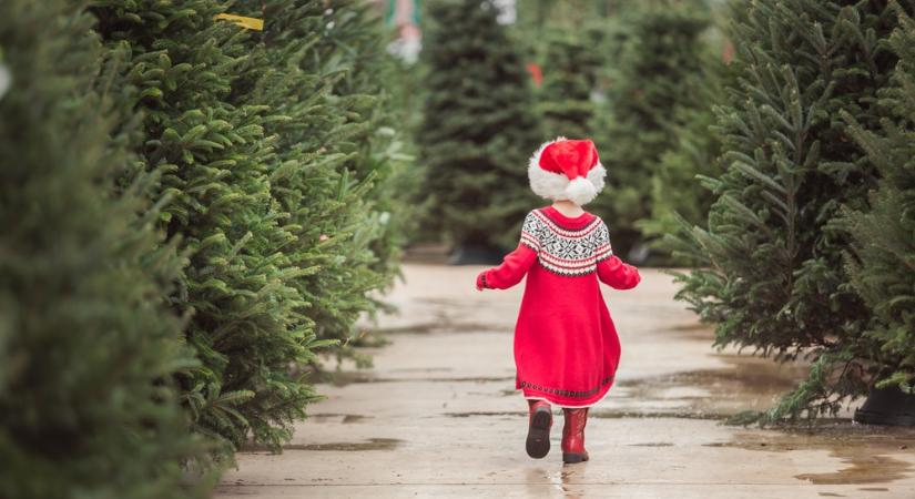 Elárulták a tudatos fenyőfák titkát