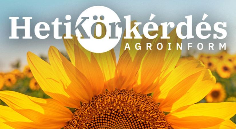 Melyek a napraforgópiac legígéretesebb újdonságai? – Heti Körkérdés