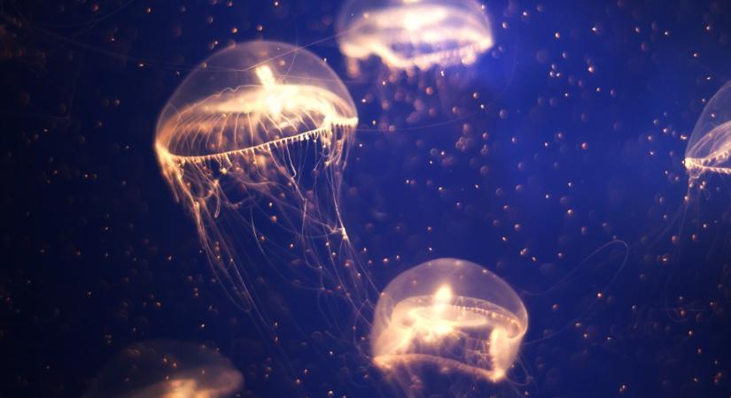 Nevelési stílusok: mit jelent a medúza-szülőség?