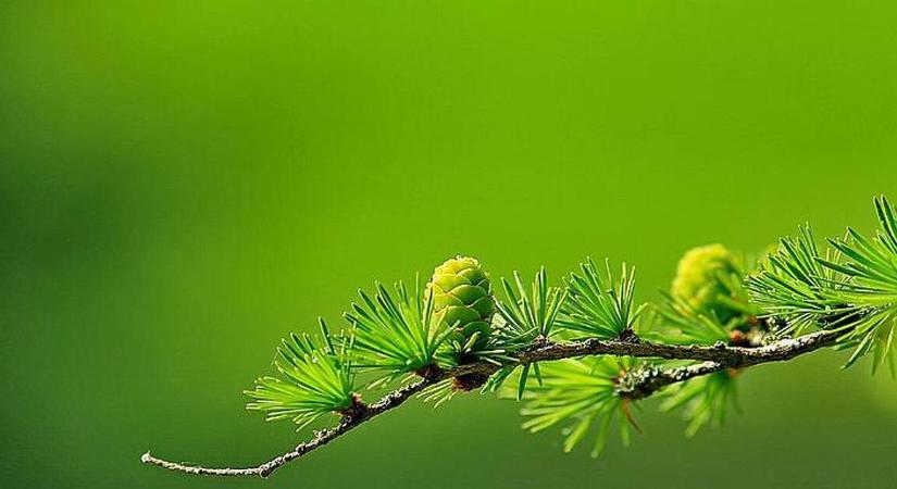 Zöldhitellel újít az MFB