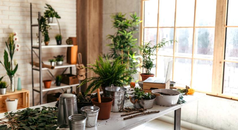 Kifakadt a legmenőbb pesti virágboltos: ezért árasztja el a kínai dömping Magyarországot