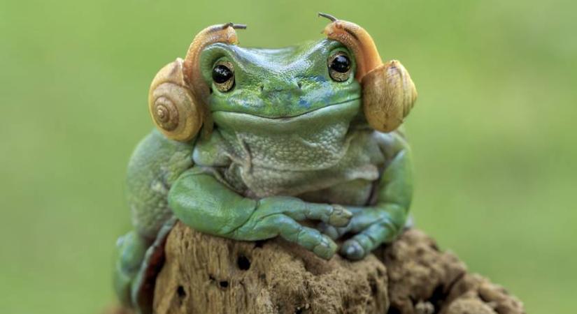 Ezek lettek 2025 legviccesebb állatfotói: viccesebbnél viccesebb képek születtek