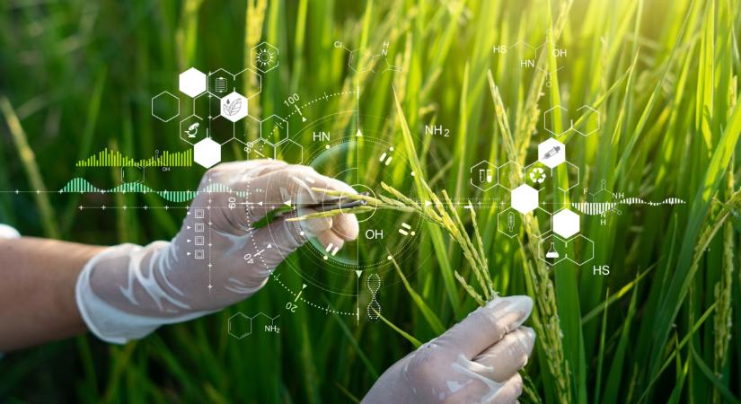 Másfél hónapig feküdt víz nélkül a vetés: drámai évet értékel a lajoskomáromi agrárvezető