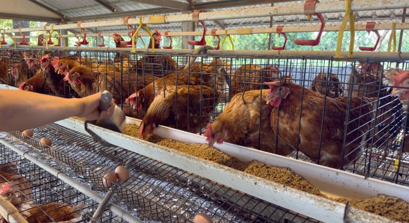 Fókuszban az antibiotikum-használat: újabb lépés az átláthatóság felé