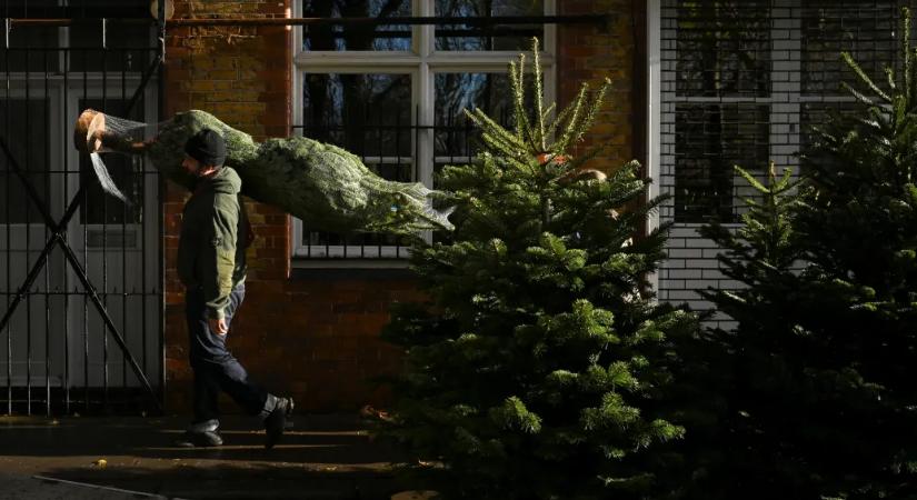 Az igazi fenyő környezetbarátabb a műanyag karácsonyfánál, az Ökológiai Kutatóközpont elárulta, miért