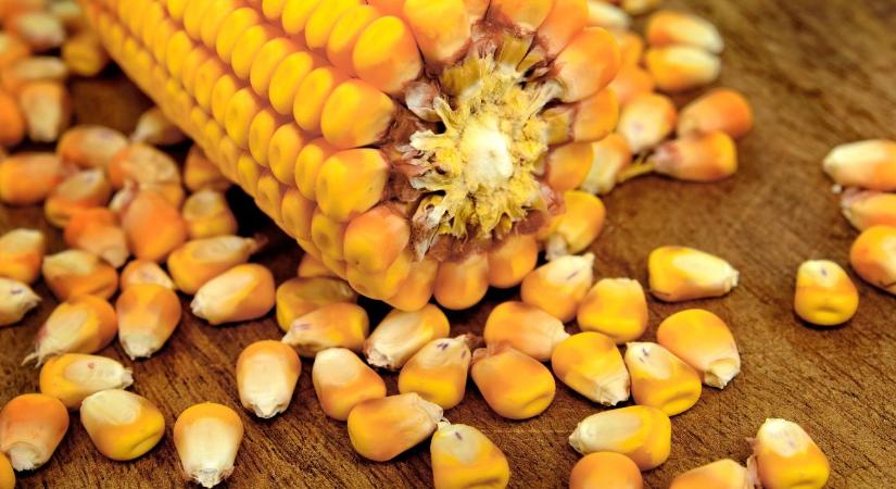 Semmit sem teszünk az aflatoxin ellen?