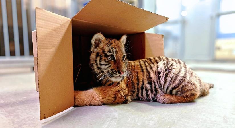 Eldőlt: drogbáró után kapja nevét a magyarok kedvenc talált tigriskölyke