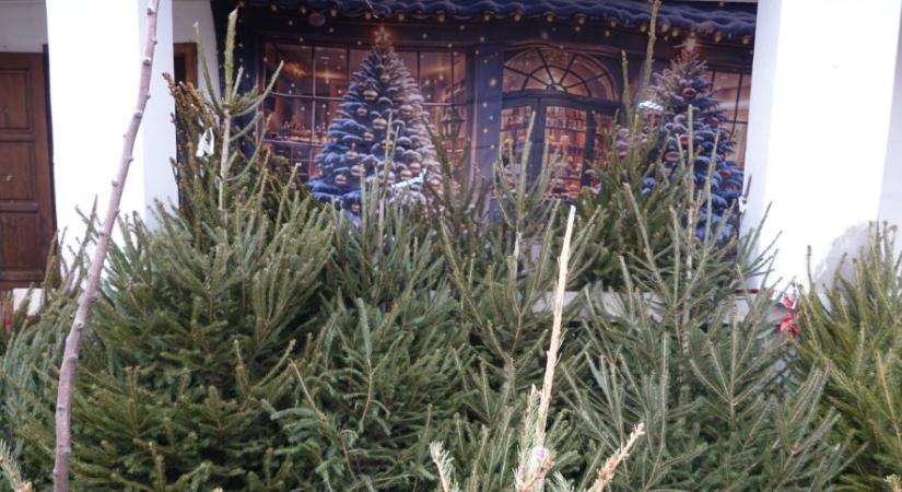 Fenyőfa: az igazi környezetbarátabb, mint a mű