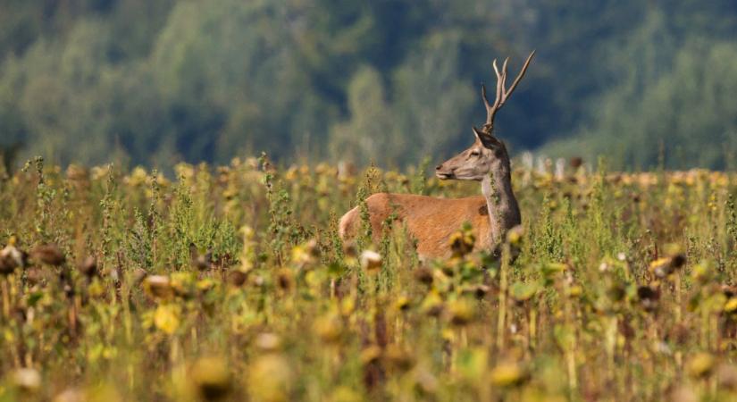 Vadkár: mérni kell, hogy csökkenthessük – új irányt mutat a monitoring alapú szabályozás