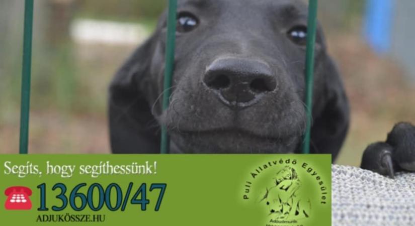 102 árva kutyát gondoznak, segítséget kér a debreceni egyesület