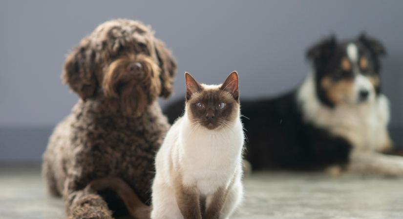 Így segít Frank, a macska a hangjelző kutyák képzésében (videó)