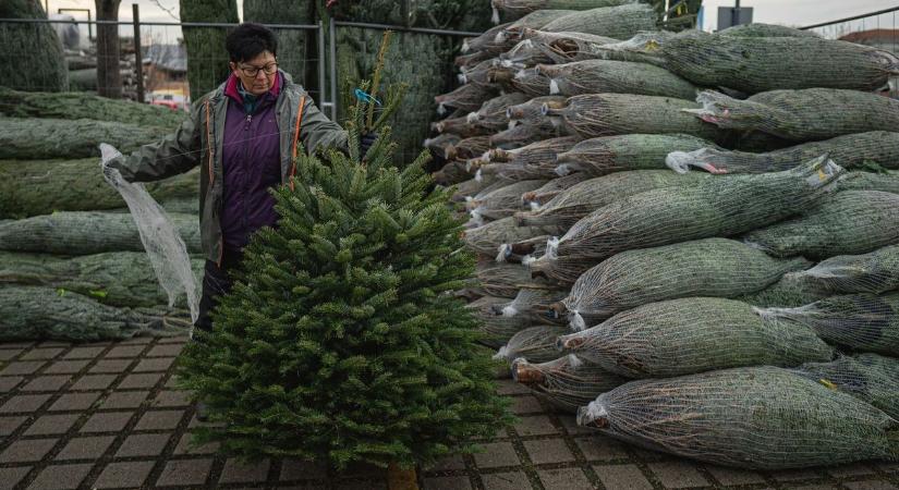 Idén ezek a karácsonyfák hódítanak - erre indulj Hevesben, ha spórolni akarsz