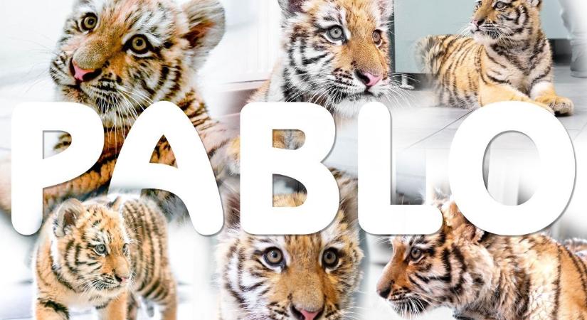 Pablónak nevezik a Fővárosi Állatkert új tigriskölykét