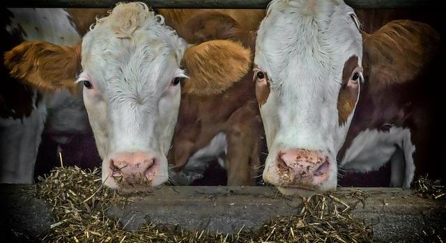 Agrárminisztérium: újabb célzott támogatáshoz jutnak a szarvasmarhatartók