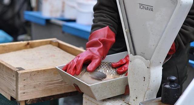 Az aszály ellenére sem lesz hiány a jó minőségű magyar halból