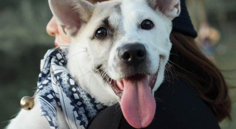 Ebből érti meg a kutyád, hogy szereted - így mutathatod ki, hogy fontos neked