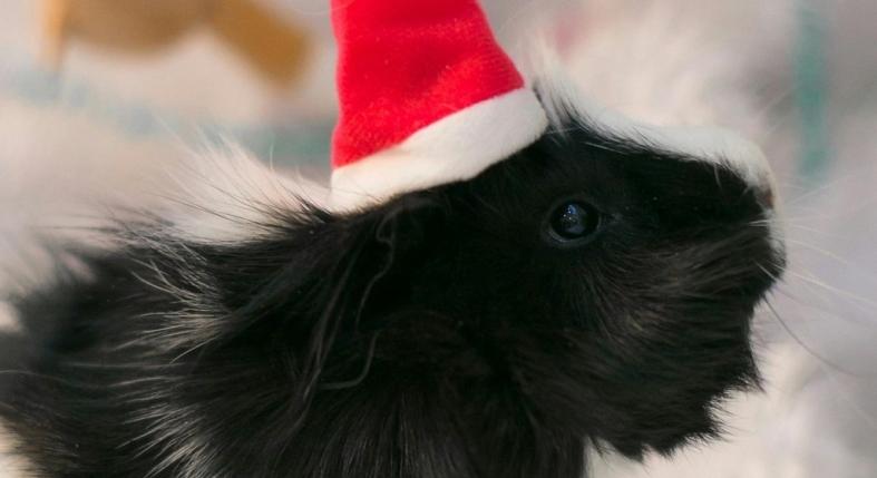 Ezért óriási felelőtlenség élő állatot ajándékozni karácsonra