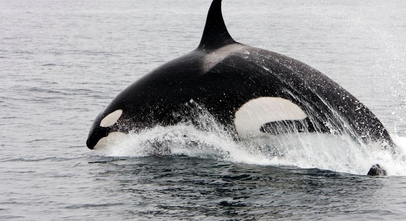 Ijesztő felvétel készült a kardszárnyú delfinekről, gyilkos szövetséget kötöttek egy másik fajjal