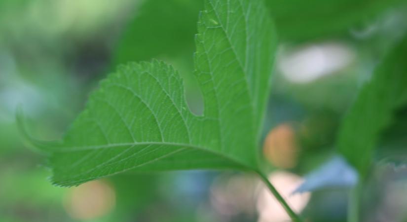 Őseink falták ezt a gyümölcsöt, mi alig esszük, pedig szó szerint a lábaink előtt hever