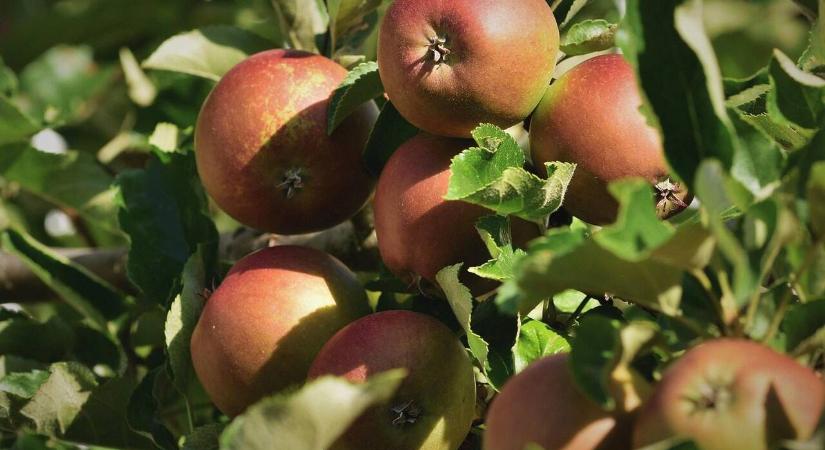 Miért oltják a gyümölcsfákat?