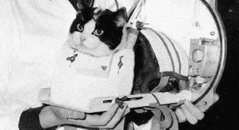 Az első (és máig egyetlen) űrmacska elfeledett története