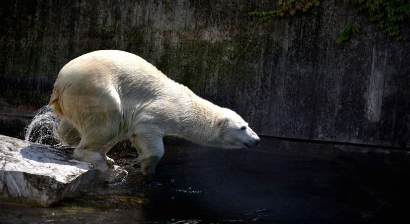 A jegesmedvék igyekeznek genetikailag adaptálódni a globális felmelegedéshez