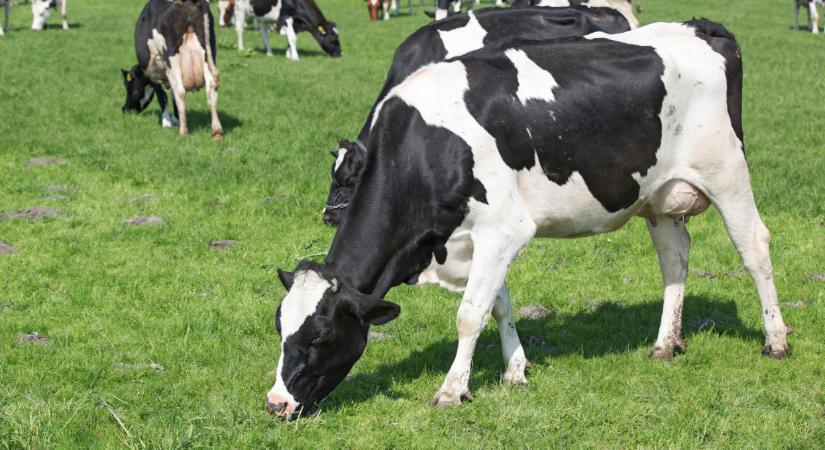 Újra megjelent a járvány Magyarországon: ezt senki nem látta jönni