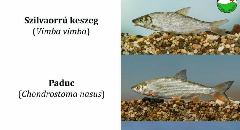 Mi legyen az év hala 2026-ban?