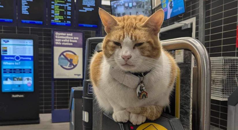 Legendássá vált a vasútállomáson várakozó macska, meghatóan búcsúznának tőle