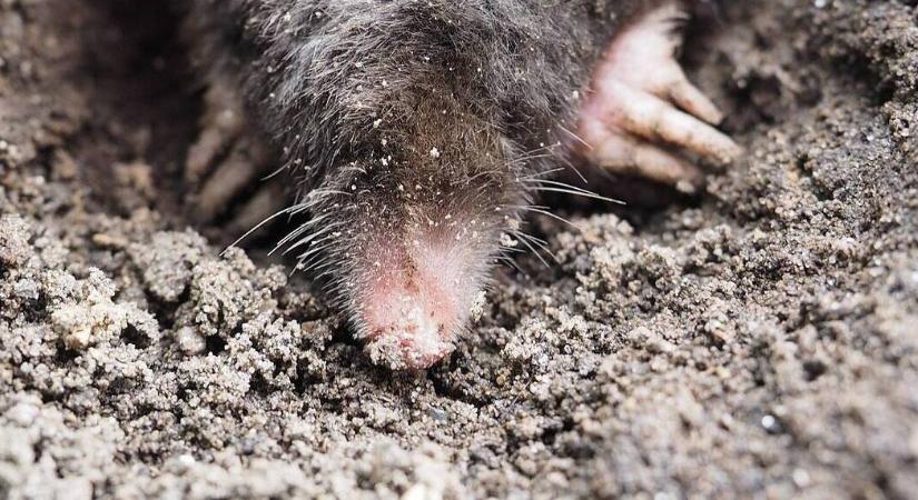 Ne várjunk tavaszig – a vakond most is aktív!