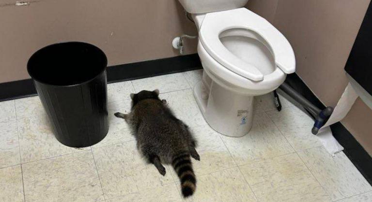 Nem bír leállni a piás mosómedve, újabb két betörést követett el