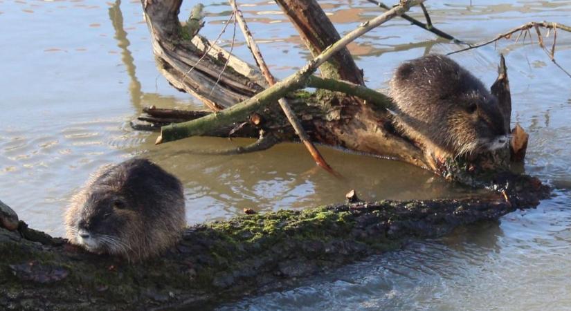 Nutriát videózott olvasónk a győri belvárosban - Nézd meg videón!