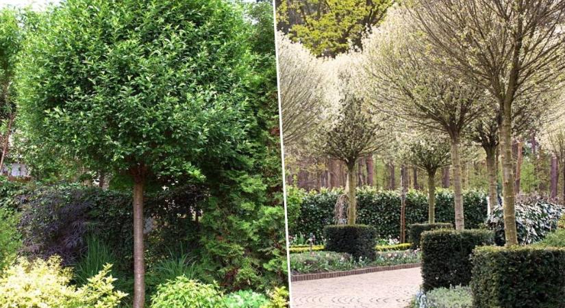 Csepleszmeggy és gömbmeggy – két különböző karakter, egy közös történet