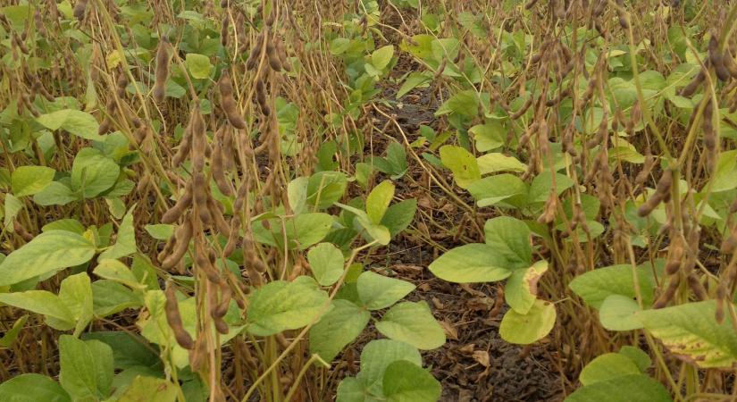 A vetésforgó legjobb barátja a szója