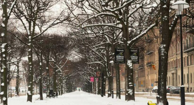 A fák nem felejtenek: miért baj a téli sózás?