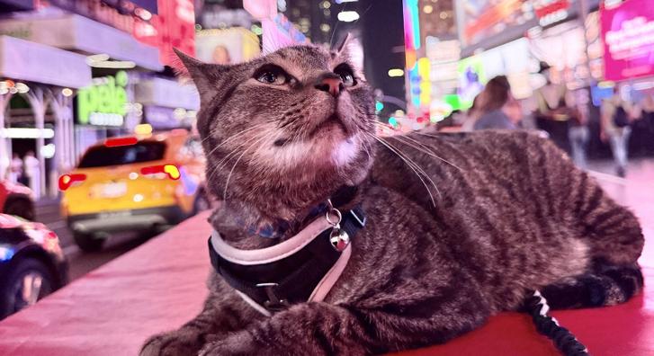 Mindenkiből bolondot csinált egy macska, elképesztő, mit művelt, amiért nélküle utaztak el a gazdái