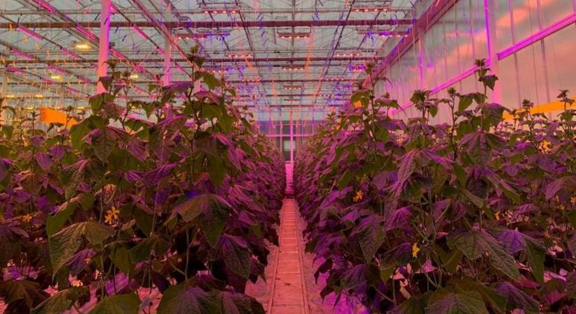 A jövő fényében: magyar LED-technológia forradalmasítja a növénytermesztést