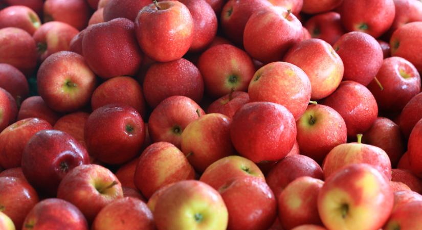 Ilyen almával volt tele rengeteg piac: most alig lesz belőle valahol