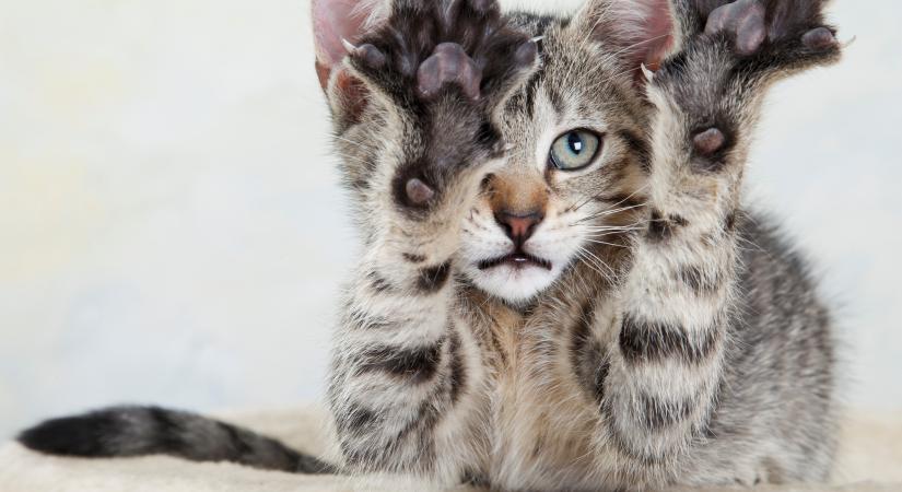 Az egyre terjedő oltásellenesség miatt nagyobb veszélyt jelentenek az emberek esetében is halálos vírusok