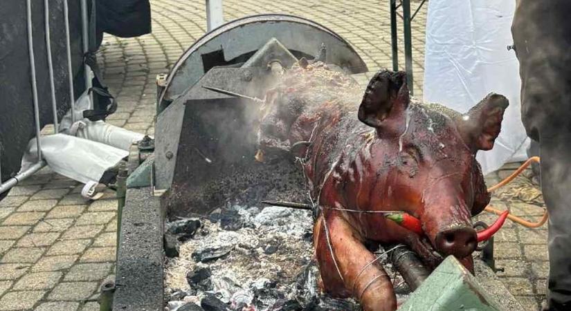 Nem ért célba a vegánok bosszúja a malacsütők ellen