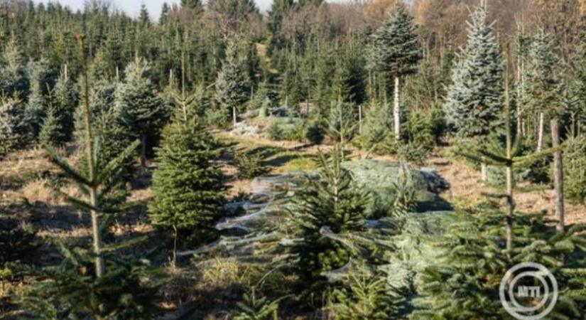 HUN-REN: ökológiai szempontból jobb a valódi fenyőfa, mint a műfenyő