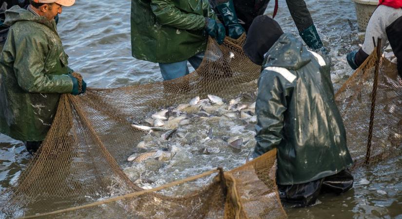 Karácsonyi halpiac 2025: ez a hal továbbra is vezeti az ünnepi toplistát