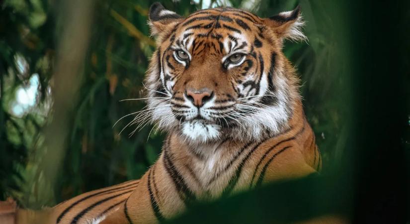 Megkezdődött a bengáli tigrisek országos összeszámlálása Nepálban