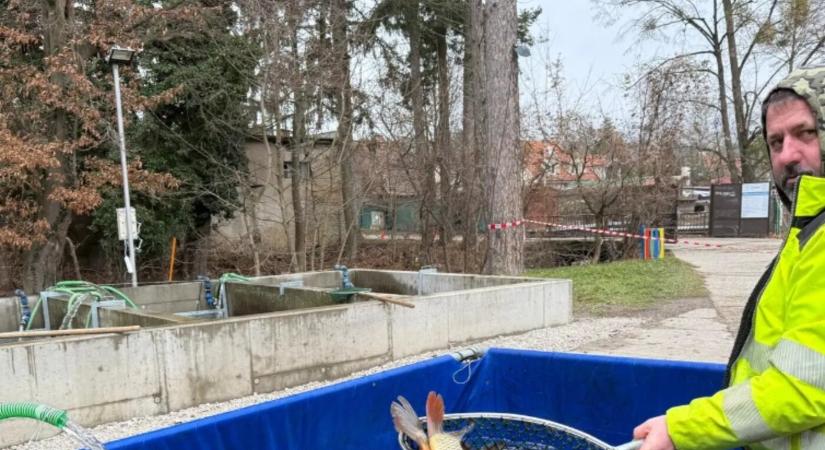 Elindult a karácsonyi pontyszezon: ilyen árakkal számolhat