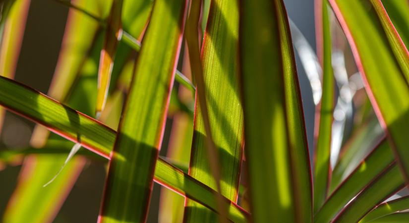 Sárgul a sárkányfa? Eláruljuk, mi bántja